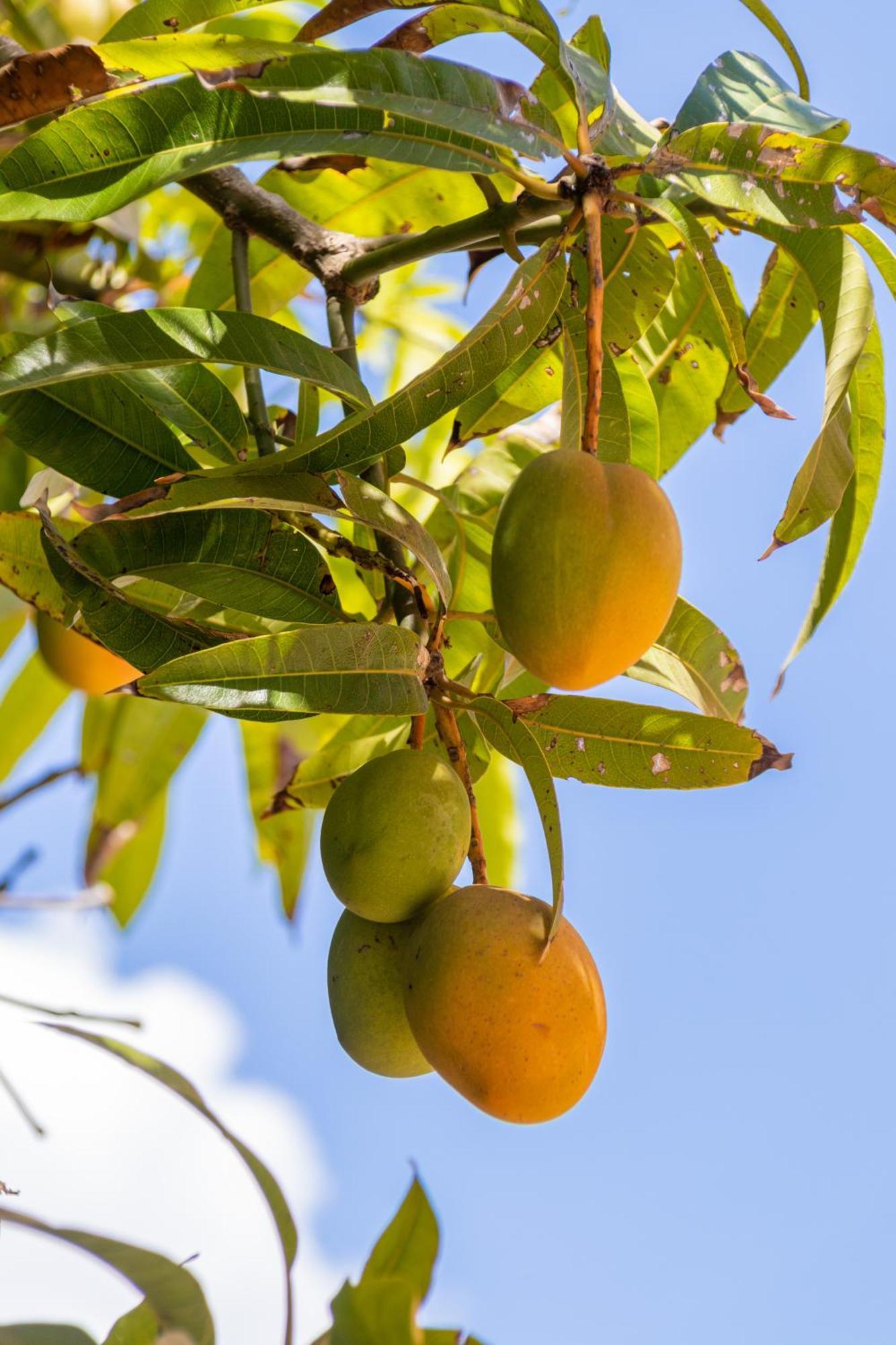 גראנלי Amaris Mango Seafront Villa מראה חיצוני תמונה